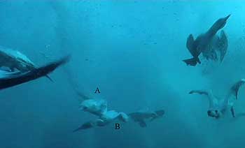 gannets colliding underwater